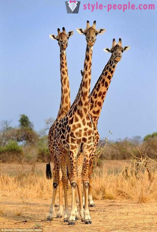 In Zambia, de Driekoppige giraffe raakte het schot