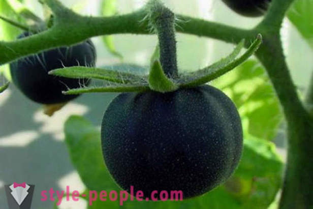 Ongebruikelijke graad zwarte tomaten