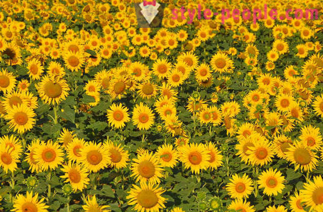 Waarom zonnebloemen draaien naar de zon