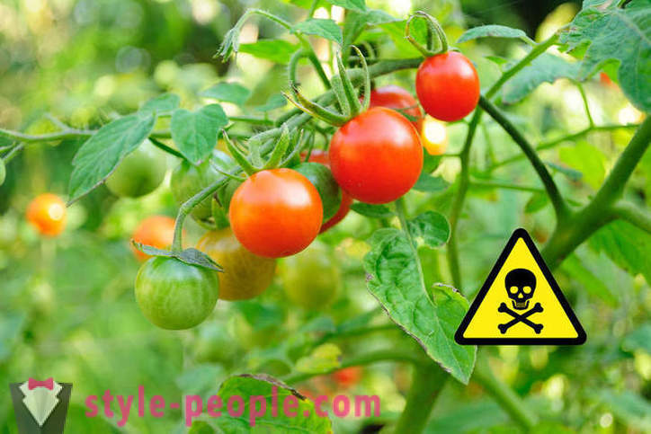 Dit is schadelijk voor tomaten eten?