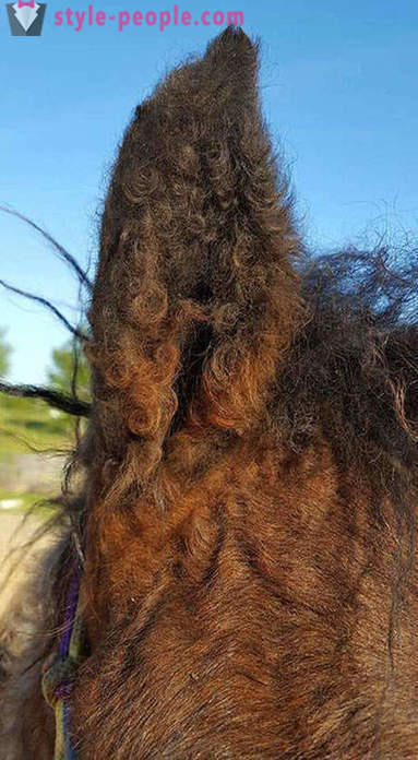 Curly Horse - een waar wonder van de natuur