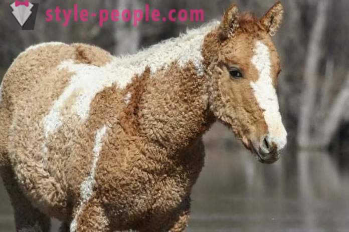 Curly Horse - een waar wonder van de natuur