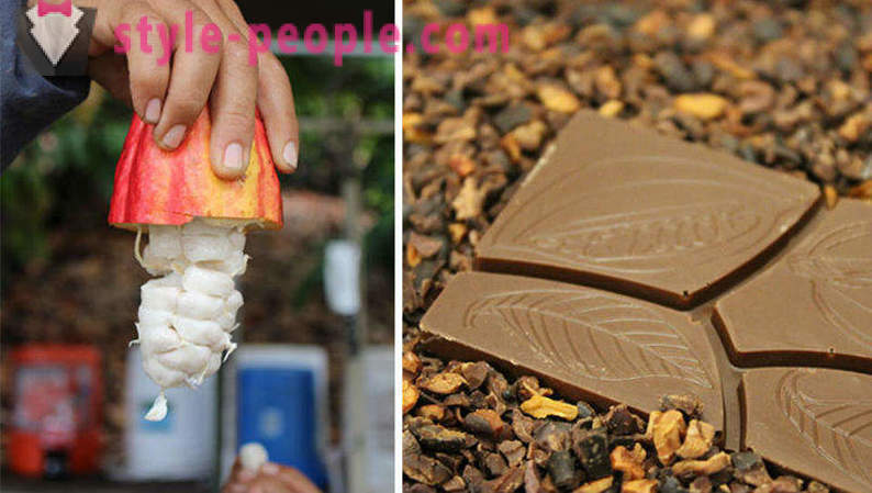 Het proces van de teelt en de productie van chocolade