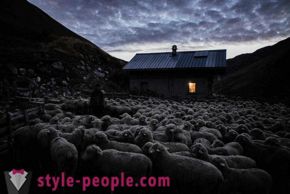Het leven van de herder in de Alpen