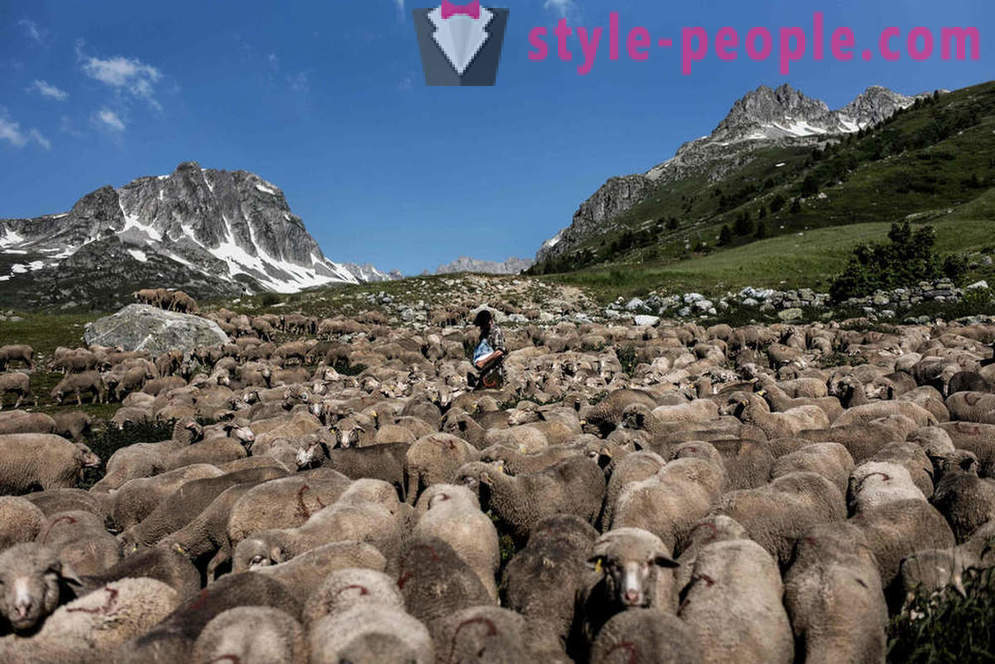 Het leven van de herder in de Alpen