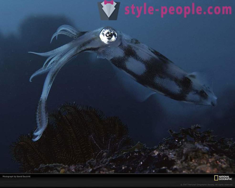 Verbazingwekkende bewoners van de onderwaterwereld in beeld