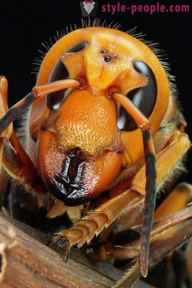 De meest gevaarlijke insecten op de planeet