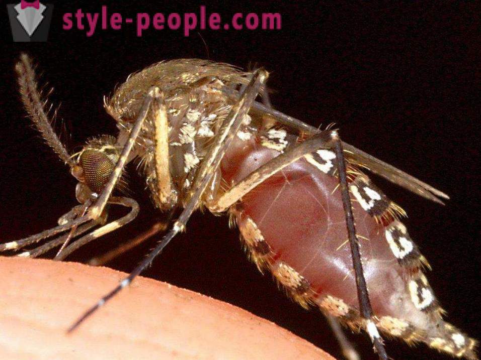 De meest gevaarlijke insecten op de planeet