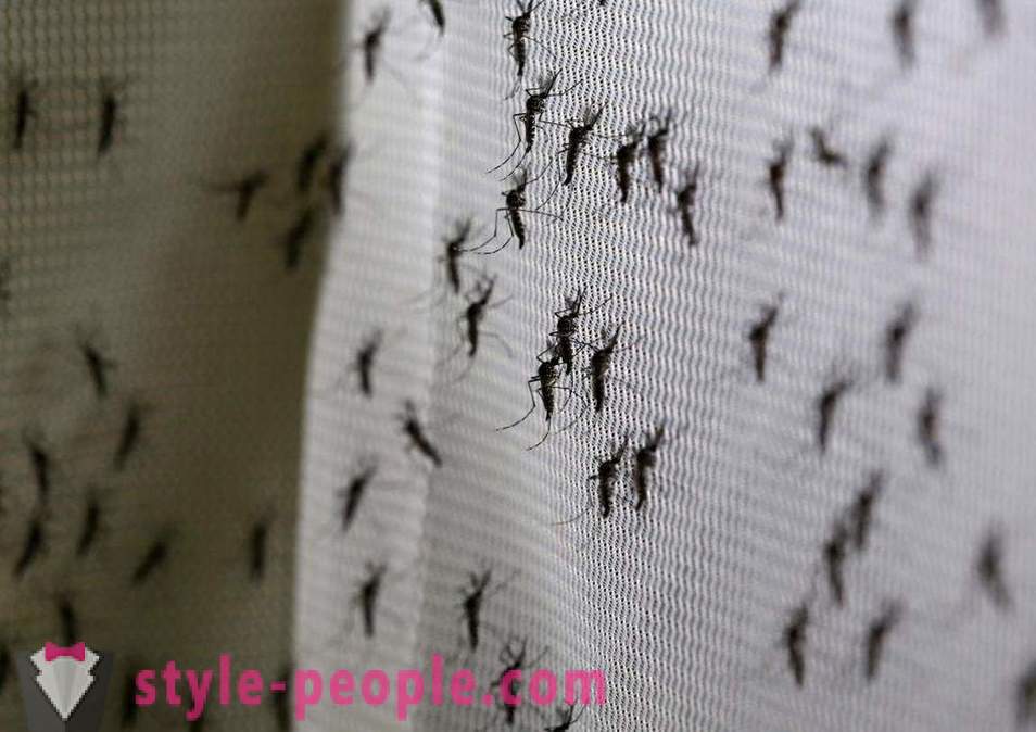 Bill Gates heeft toegewezen miljoenen dollars om een ​​mug killer te creëren