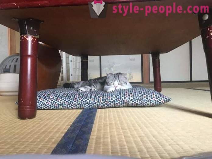 Japans hotel, waar u een kat te nemen te huur