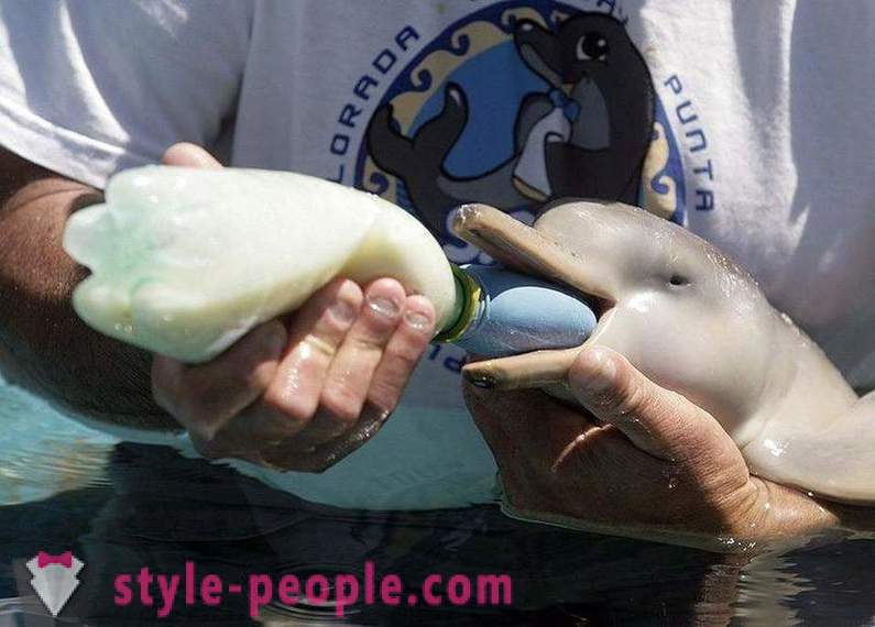 Verbazingwekkende over dolfijnen