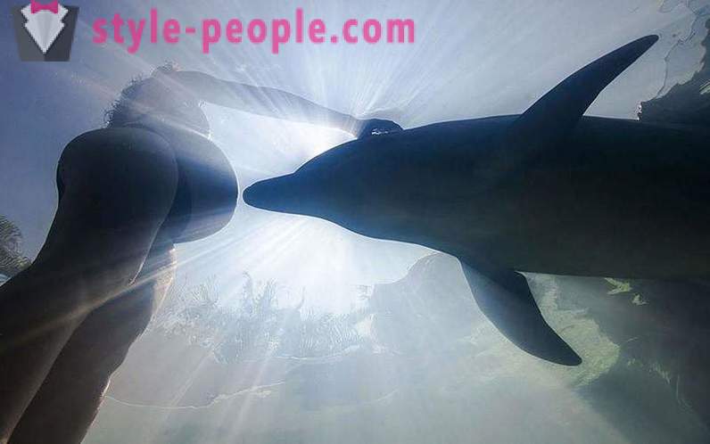 Verbazingwekkende over dolfijnen