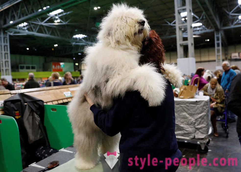 Crufts Dog Show 2018: hoe was Europa's grootste hondenshow