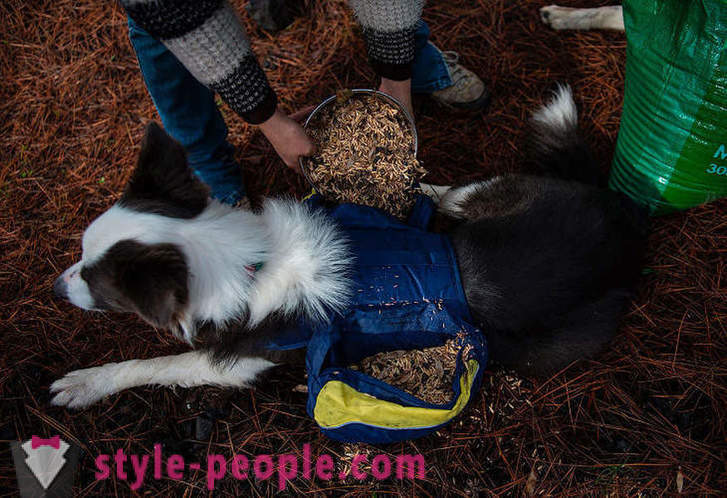 Honden helpen herstellen van de Chileense bossen