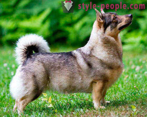 17 schattige rassen van honden, die je nog nooit van hebt gehoord