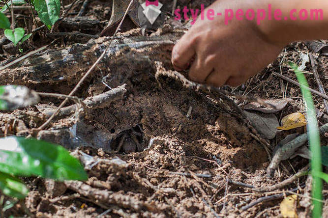 Cambodjaanse jagers vogelspinnen