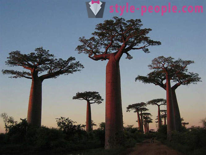 Het meest indrukwekkende bomen in de wereld