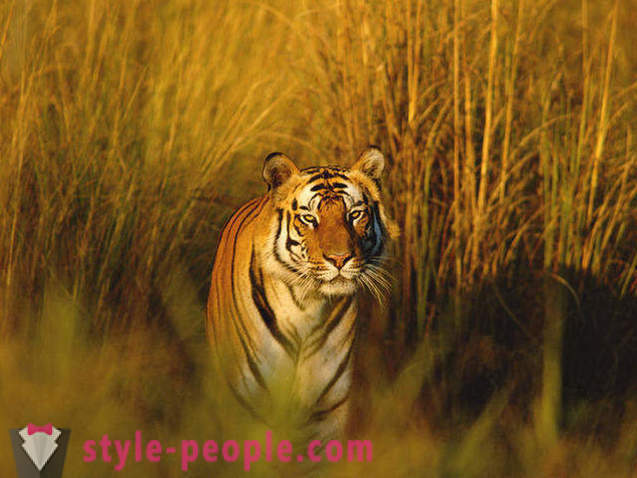 10 geweldige dieren regenwoud