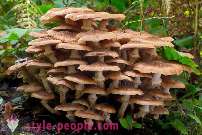 Mushrooms - bos koningen
