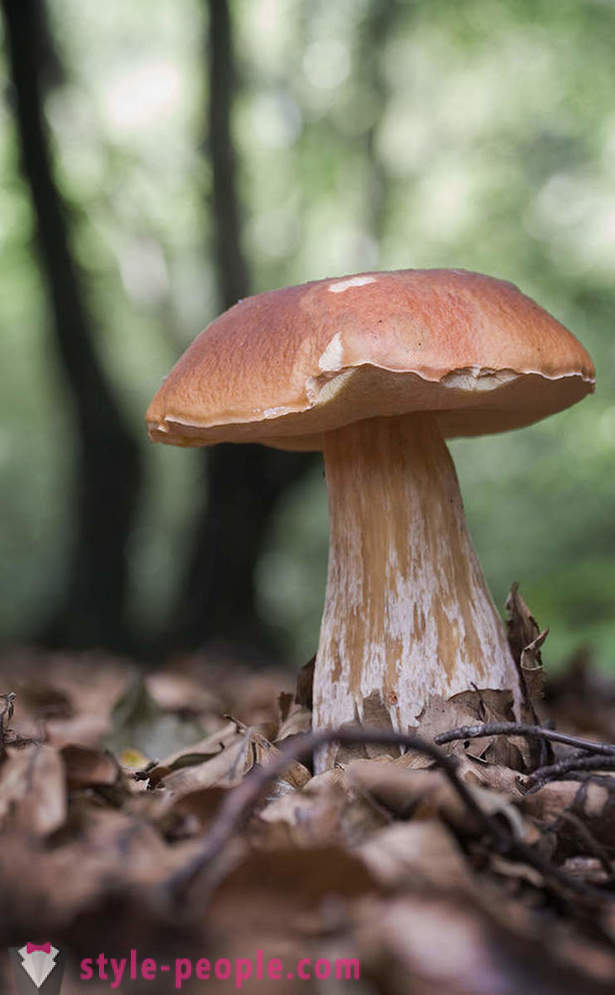 Mushrooms - bos koningen