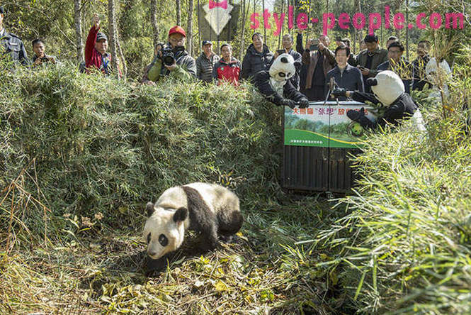 Hoe te reuzenpanda's in Sichuan groeien
