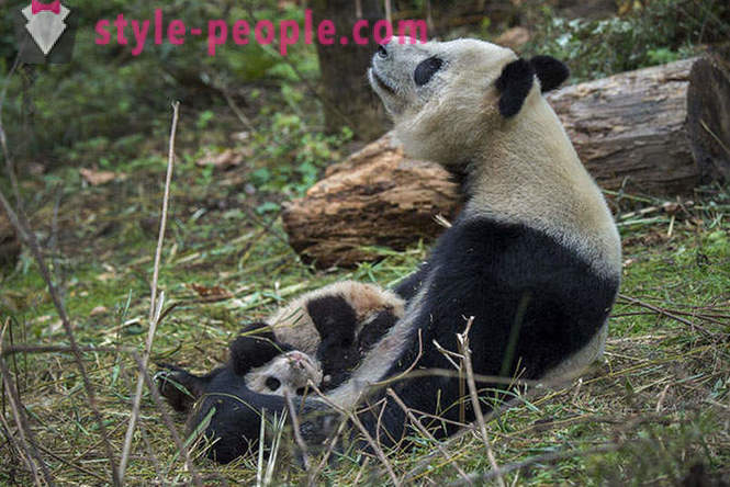 Hoe te reuzenpanda's in Sichuan groeien