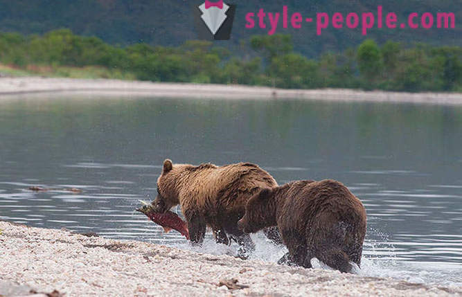 Kamchatka bears