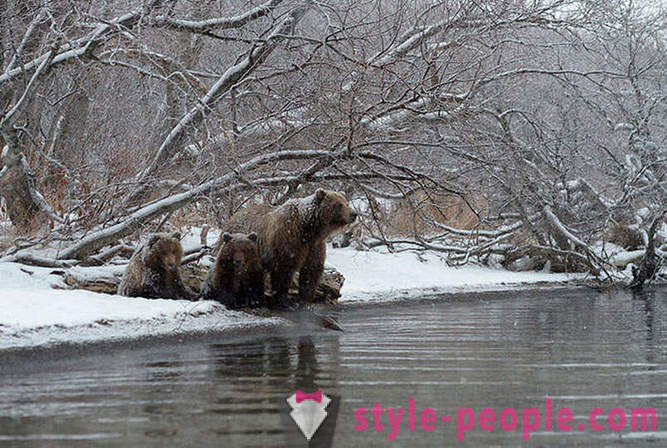 Kamchatka bears