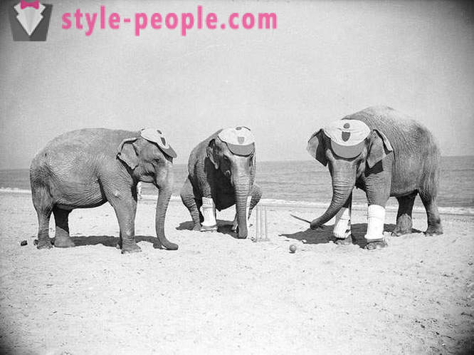 Ongebruikelijke vintage foto's van de dieren