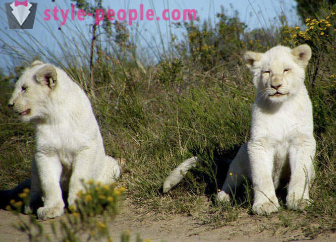 Een wandeling in het gezelschap van witte leeuwen