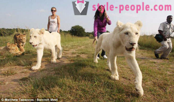 Een wandeling in het gezelschap van witte leeuwen