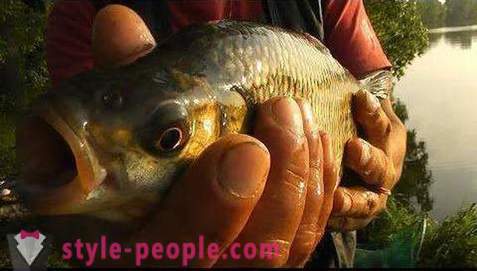 Vissen op Pakhra: foto's en reviews. visplekken
