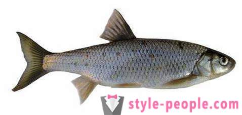 Elec (vis): beschrijving en foto's. Winter vissen op de dace