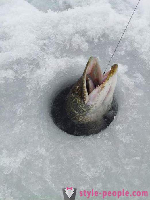 Pike vissen op zherlitsy winter. Snoek vissen in de winter trolling