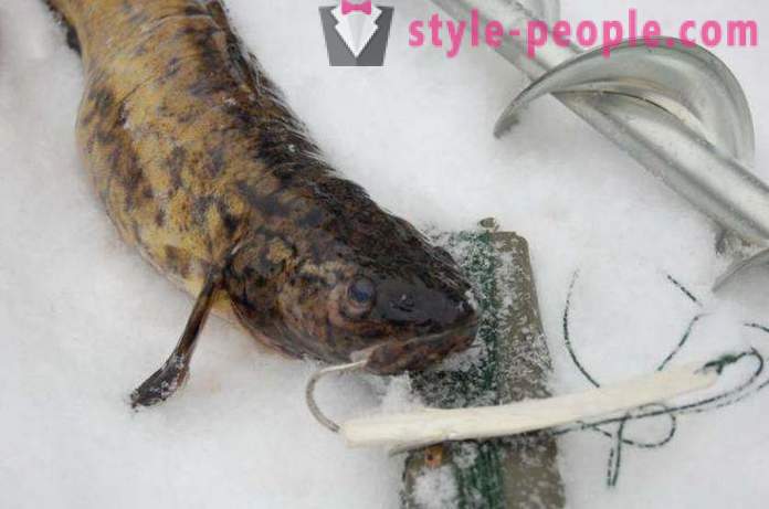 Burbot vissen in de winter op zherlitsy. Het vangen van kwabaal in de winter trolling