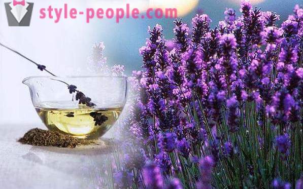 Lavendelolie: eigenschappen, toepassingen, reviews. Lavendel olie voor het haar